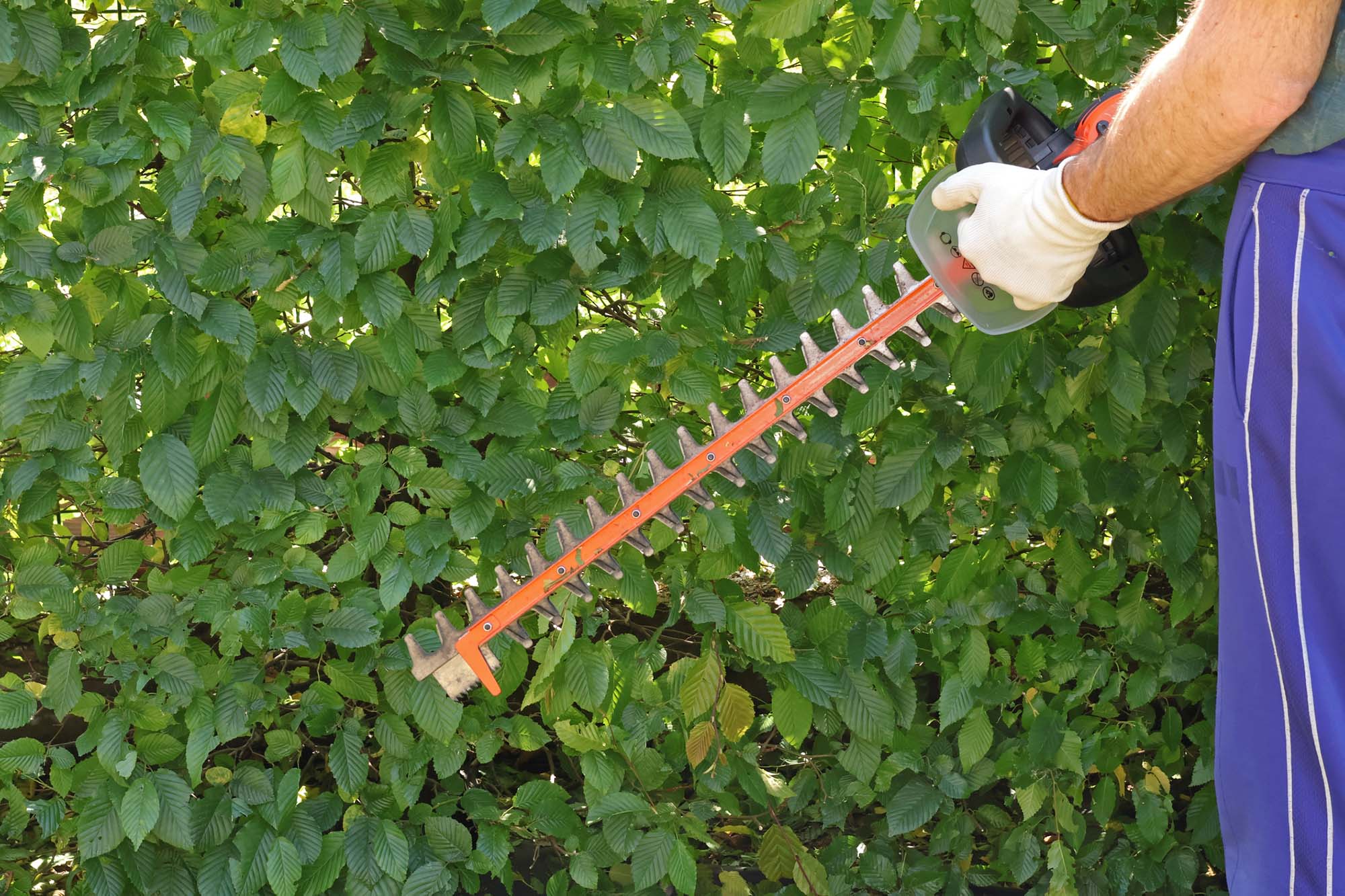 dreamstime_m_322499391 Gardening
